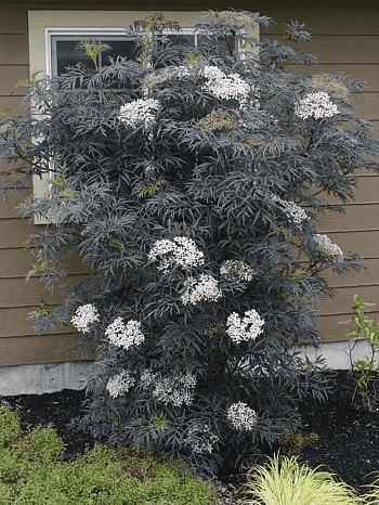 Бузина черная Black Lace