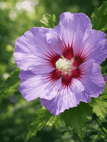 Гибискус Сирийский Marine