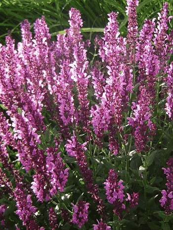 Шалфей дубравный Rianne Pink 