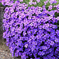Аубриета (Обриета) дельтовидная Cascade Blue Аубриета (Обриета) дельтовидная Cascade Blue