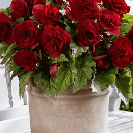 Бегония Double Dark Red