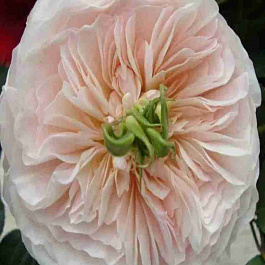 Роза кустовая Charity