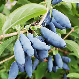 Жимолость съедобная Дуэт