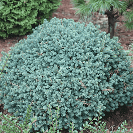 Ель канадская Echiniformis