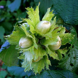 Лещина обыкновенная Болвиллер