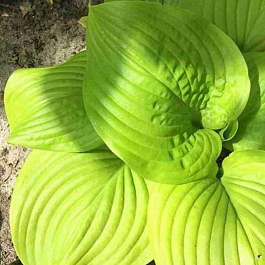 Хоста Tortilla Chip