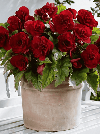 Бегония Double Dark Red