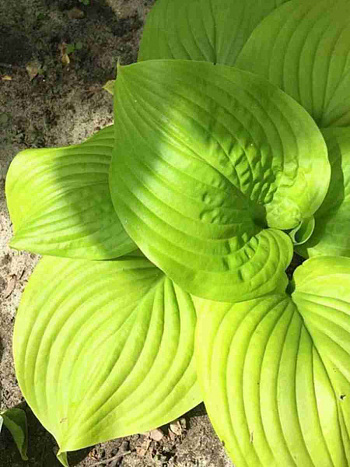 Хоста Tortilla Chip