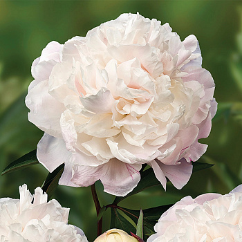 Пион травянистый Мари Лемуан