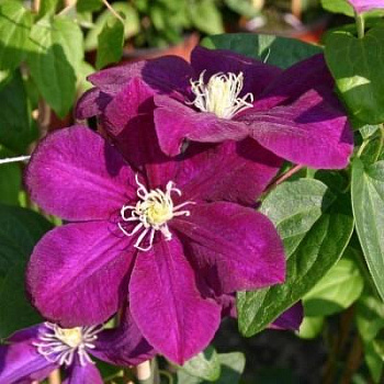 Клематис крупноцветковый Монте Казино