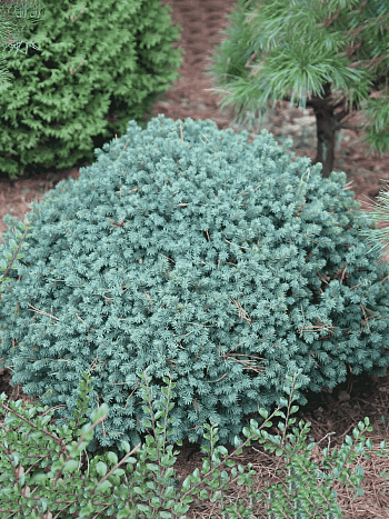 Ель канадская Echiniformis