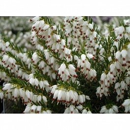 Эрика дарленская Вайт Глоу