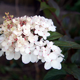 Гортензия метельчатая Харис Сувенир