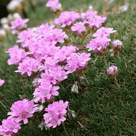 Армерия можжевелолистная