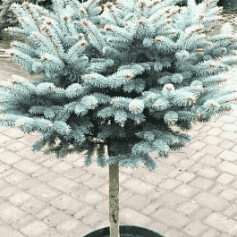 Ель колючая Szpaczek на штамбе 80-90 см