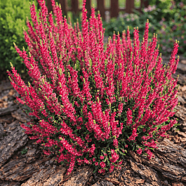 Вереск обыкновенный Dark Beauty