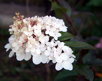 Гортензия метельчатая Харис Сувенир