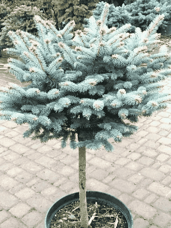 Ель колючая Szpaczek на штамбе 80-90 см