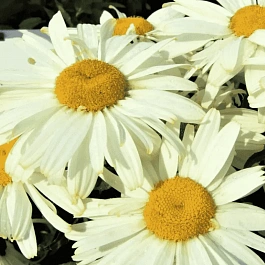 Нивяник наибольший  Ooh La Lacrème