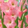 Гладиолус Rose Supreme