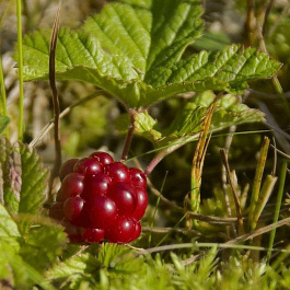 Княженика (Арктическая малина) Марика