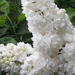 Сирень обыкновенная Русский север