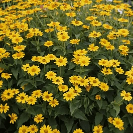 Гелиопсис Шероховатый