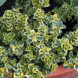 Тимьян лимоннопахнущий Lemon Variegata