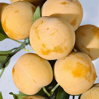 Слива Белая медовая