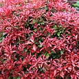 Пиерис японский Red Mill