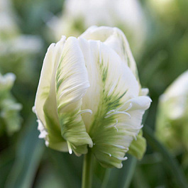 Тюльпан попугайный  Мадонна Тюльпан попугайный  Мадонна