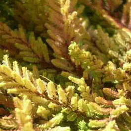 Вереск обыкновенный Orange Queen