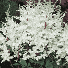 Астильба японская Ellie