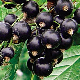 Смородина черная Титания