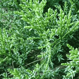 Можжевельник казацкий  Tam No Blight