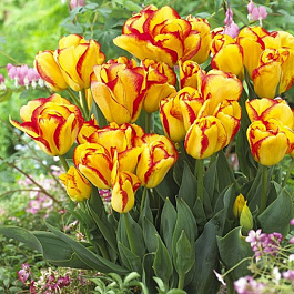 Тюльпан многоцветковый Аутбрейк