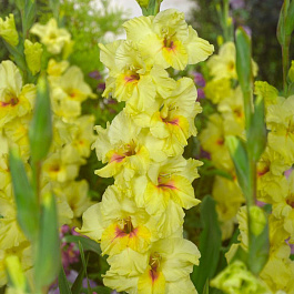 Гладиолус крупноцветковый Машиал