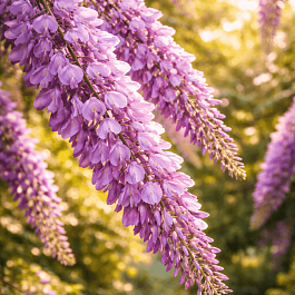 Глициния обильноцветущая Violacea Plena