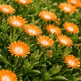 Делосперма Купера Ice Cream Orange