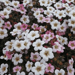 Камнеломка Арендса Ice Colours Appleblossom