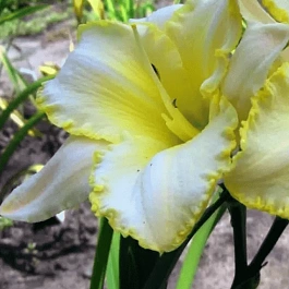 Лилейник Blizzard Bay