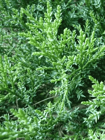 Можжевельник казацкий  Tam No Blight