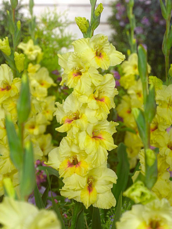 Гладиолус крупноцветковый Машиал