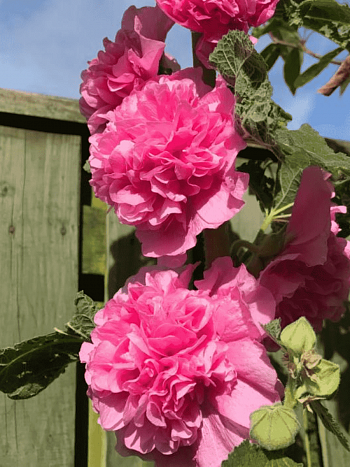 Мальва розовая Chater's Double  Rose