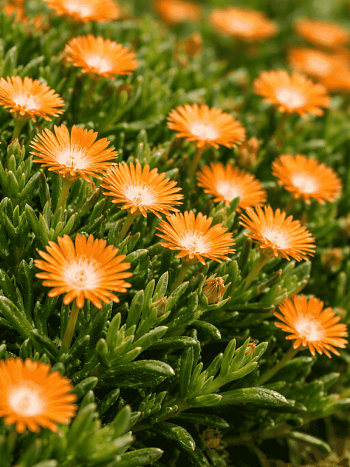 Делосперма Купера Ice Cream Orange