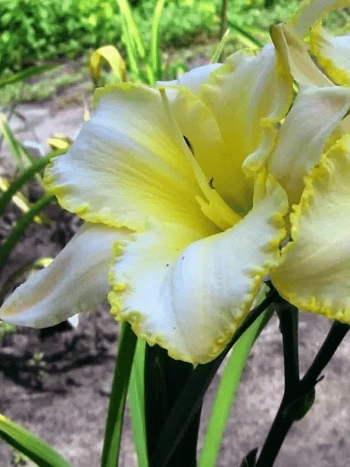 Лилейник Blizzard Bay