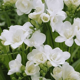 Фрезия Double White