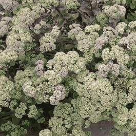 Очиток телефиум Goosberry's Fool