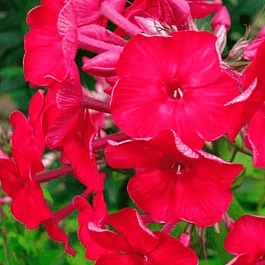 Флокс метельчатый День Победы