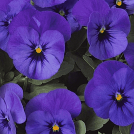 Виола рогатая  Twix Deep Blue with Eye